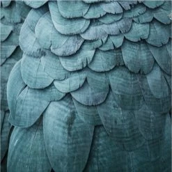 Staunton And Henry Feathers Photographic Wall Art With Frame Wall Decor