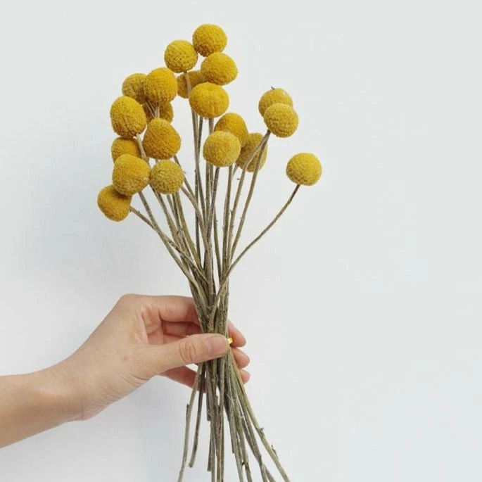 Staunton And Henry Yellow Dried Flowers - Bunch Of 12