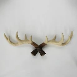 Staunton And Henry Wall Decor Antler Wall Hooks