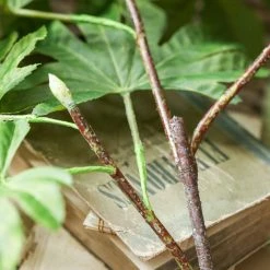 Staunton And Henry Artificial Star Anise Plant - Stems Of 2
